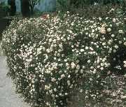 ホワイト グランドカバーのバラ 庭の花 フォト