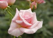 foto Hibrīds Tēja Rožu Zieds