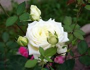 balts Hibrīds Tēja Rožu Dārza Ziedi foto