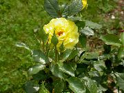 gul Hybrid Tea Steg Trädgård blommor foto