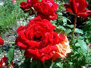 fotografie roșu Floare Ceai Hibrid A Crescut