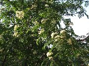 photo white Flower Rowan, Mountain ash