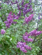 purpurs Kopējā Ceriņi, Franču Ceriņi Dārza Ziedi foto