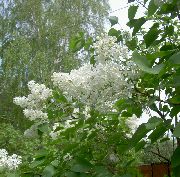 valkoinen Yhteinen Liila, Ranska Lila Puutarhan Kukat kuva