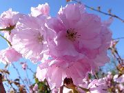 rosa Prunus, Plommonträd Trädgård blommor foto