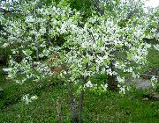 ფოტო თეთრი ყვავილების Prunus, ქლიავის ხე