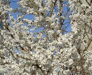 branco Prunus, Árvore De Ameixa Flores do Jardim foto