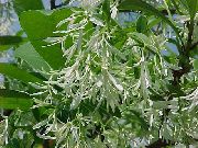 ფოტო თეთრი ყვავილების Fringe ხე, მოხუცი წვერი, Grancy Graybeard