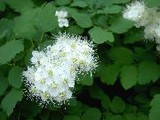 foto bijela Cvijet Spirea, Veo Svadbeni-A, Maybush