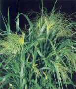 green Millet Plant photo