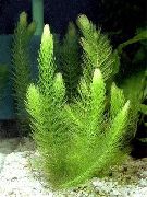 verde Coontail, Hornwort Planta foto