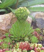 светло зелено Rosularia Растение снимка