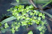 foto hell-grün Pflanze Wasserlinsen