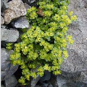 kuva Kultainen Saxifrage Kasvi (vehreässä koristekasvit)