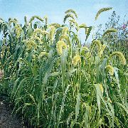 foto verde Planta Foxtail Millet