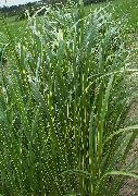 šviesiai žalia Spartina Vejos, Prerijų Laidas Žolė augalas nuotrauka