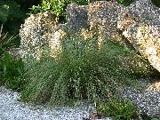 nuotrauka šviesiai žalia augalas Spartina Vejos, Prerijų Laidas Žolė