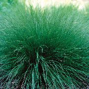 groen Sporobolus, Weide Dropseed Plant foto