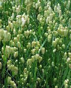 green Quaking Grass Plant photo