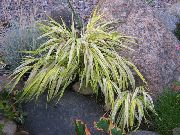 nuotrauka daugiaspalvis augalas Hakone Žolė, Japonų Miškas Žolė