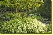 világos zöld Hakone Fű, Japán Erdő Fű Növény fénykép