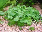 绿 轮生，水Pennywort，美元的杂草，多花沼Pennywort 卉 照片
