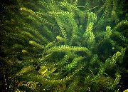 fotografija zelena Rastlina Anacharis, Canadian Elodea, American Waterweed, Kisik Weed