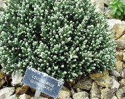 zielony Gelihrizum (Helichrysum, Everlasting) Roślina zdjęcie