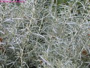 fénykép ezüstös  Helichrysum, Curry Növény, Szalmavirágok