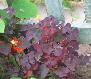 burgundy,claret Wood Sorrel, Whitsun Flower, Green Snob, Sleeping Beauty Plant photo