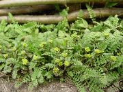 žalias Naujoji Zelandija Žalvario Mygtukai augalas nuotrauka