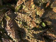 brązowy Kotula Roślina zdjęcie
