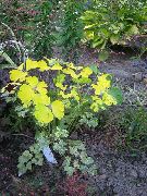 фотографија Двоструко Цолумбине Биљка (лиснато украсним биљкама)