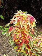 zdjęcie barwny Roślina Amaranthus Tricolor