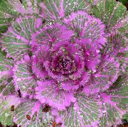 nuotrauka violetinė augalas Žydėjimo Kopūstai, Lapiniai Kopūstai Dekoratyviniai, Collard, Cole