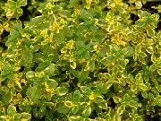 mannigfaltig Zitronenthymian Pflanze foto