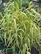 黄 鲍尔斯金丝草，金小米草，金木小米 卉 照片