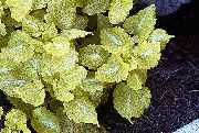 sárga Árvacsalán, Foltos Árvacsalán Növény fénykép