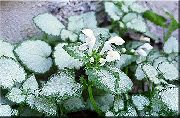 hvid Døde Brændenælde, Plettede Døde Brændenælde Plante foto
