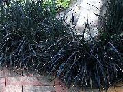 fotografie Crin-Gazon, Barba Șarpe, A Balaur Negru, Mondo Iarbă Neagră Plantă (plante ornamentale cu frunze)