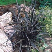 golden Lily-Rasen, Schlangenbart, Schwarzer Drache, Schwarz Mondo Gras Pflanze foto