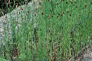 fotografija zelena Rastlina Širokolistni Cattail, Ševar, Cossack Beluši, Zastave, Reed Mace, Dwarf Cattail, Ljubek Cattail