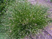 grön Fiberoptiska Gräs, Salt Marsh Säv Växt foto