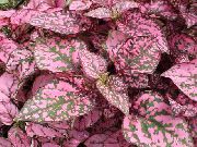 foto flerfarvet  Prikkede Plante, Fregne Ansigt