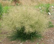 fotografie verde deschis Plantă Hairgrass Smocuri (Hairgrass De Aur)