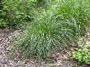 foto licht groen Plant Getuft Hairgrass (Gouden Hairgrass)