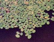 foto licht groen Plant Brasenia, Water Schild