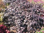 burgundy, klaret Alternanthera Rastlina fotografija