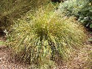 yellow Pheasant's Tail Grass, Feather Grass, New Zealand wind grass Plant photo