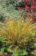 red Pheasant's Tail Grass, Feather Grass, New Zealand wind grass Plant photo